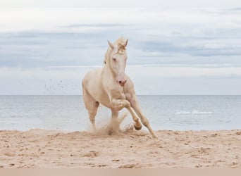 Lusitanos, Wallach, 4 Jahre, 158 cm, Cremello
