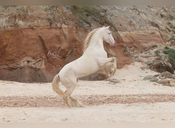 Lusitanos, Wallach, 4 Jahre, 158 cm, Cremello