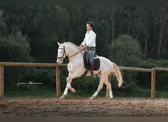 Lusitanos, Wallach, 4 Jahre, 158 cm, Cremello