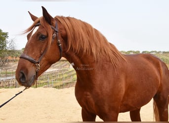 Lusitanos, Wallach, 4 Jahre, 158 cm, Fuchs