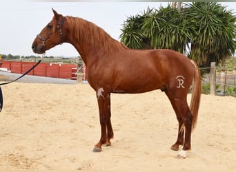 Lusitanos, Wallach, 4 Jahre, 158 cm, Fuchs