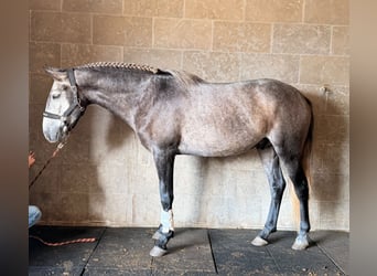 Lusitanos, Wallach, 4 Jahre, 159 cm, Schimmel