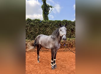 Lusitanos, Wallach, 4 Jahre, 160 cm, Apfelschimmel