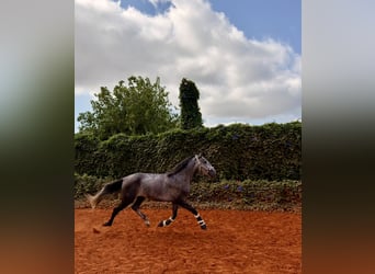 Lusitanos, Wallach, 4 Jahre, 160 cm, Apfelschimmel