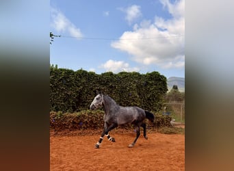 Lusitanos, Wallach, 4 Jahre, 160 cm, Apfelschimmel
