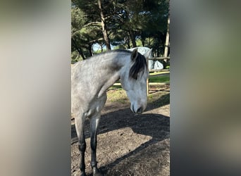Lusitanos, Wallach, 4 Jahre, 160 cm, Apfelschimmel