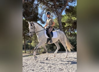 Lusitanos, Wallach, 4 Jahre, 160 cm, Apfelschimmel