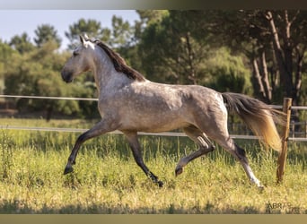Lusitanos, Wallach, 4 Jahre, 160 cm, Apfelschimmel