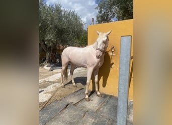 Lusitanos, Wallach, 4 Jahre, 160 cm, Cremello