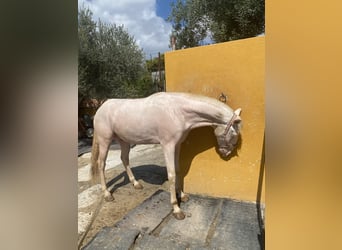 Lusitanos, Wallach, 4 Jahre, 160 cm, Cremello