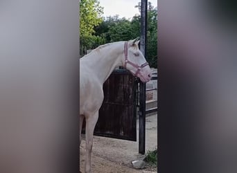 Lusitanos, Wallach, 4 Jahre, 160 cm, Cremello