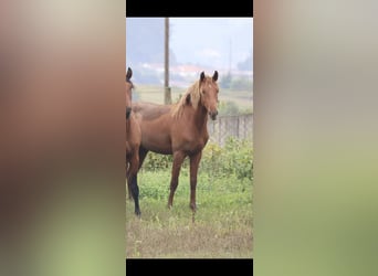Lusitanos, Wallach, 4 Jahre, 160 cm, Fuchs