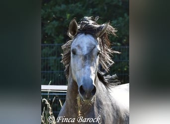 Lusitanos, Wallach, 4 Jahre, 160 cm, Schimmel