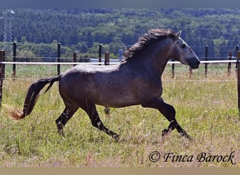 Lusitanos, Wallach, 4 Jahre, 160 cm, Schimmel