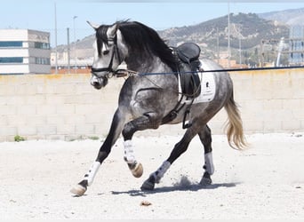 Lusitanos, Wallach, 4 Jahre, 160 cm, Schimmel