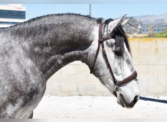 Lusitanos, Wallach, 4 Jahre, 160 cm, Schimmel