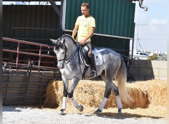 Lusitanos, Wallach, 4 Jahre, 160 cm, Schimmel