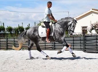 Lusitanos, Wallach, 4 Jahre, 160 cm, Schimmel