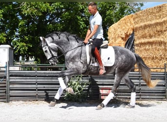 Lusitanos, Wallach, 4 Jahre, 160 cm, Schimmel
