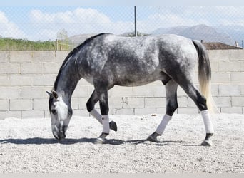 Lusitanos, Wallach, 4 Jahre, 160 cm, Schimmel