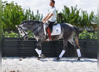 Lusitanos, Wallach, 4 Jahre, 160 cm, Schimmel