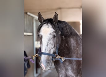 Lusitanos, Wallach, 4 Jahre, 160 cm, Schimmel