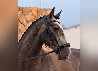 Lusitanos, Wallach, 4 Jahre, 160 cm, Schimmel