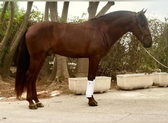Lusitanos, Wallach, 4 Jahre, 161 cm, Dunkelfuchs