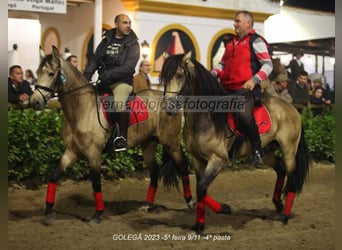 Lusitanos, Wallach, 4 Jahre, 161 cm, Falbe