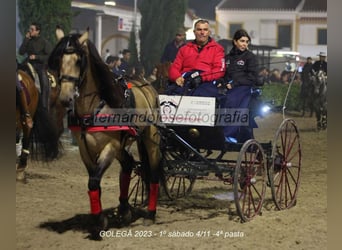 Lusitanos, Wallach, 4 Jahre, 161 cm, Falbe