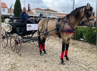 Lusitanos, Wallach, 4 Jahre, 161 cm, Falbe