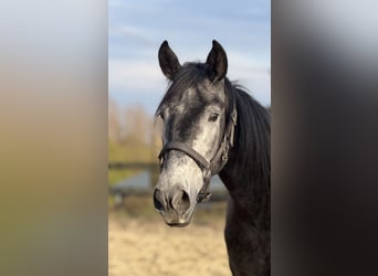 Lusitanos Mix, Wallach, 4 Jahre, 161 cm, Schimmel