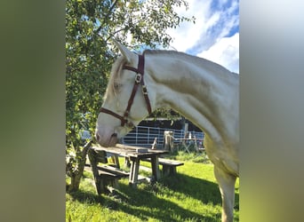 Lusitanos, Wallach, 4 Jahre, 162 cm, Cremello