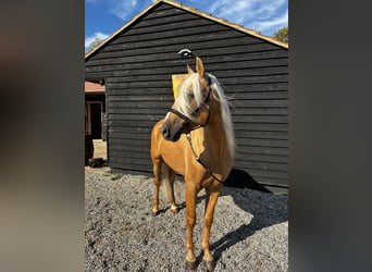 Lusitanos, Wallach, 4 Jahre, 162 cm, Palomino
