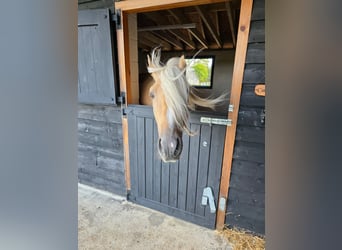 Lusitanos, Wallach, 4 Jahre, 162 cm, Palomino
