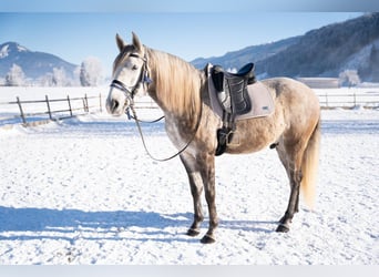 Lusitanos, Wallach, 4 Jahre, 162 cm, Schimmel