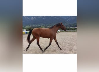 Lusitanos, Wallach, 4 Jahre, 163 cm, Brauner