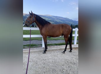 Lusitanos, Wallach, 4 Jahre, 163 cm, Brauner