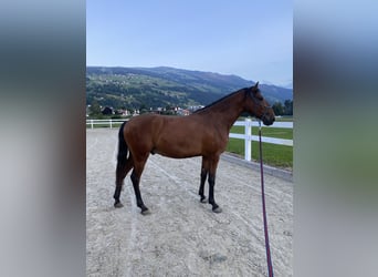 Lusitanos, Wallach, 4 Jahre, 163 cm, Brauner