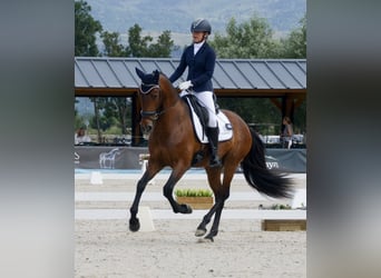 Lusitanos, Wallach, 4 Jahre, 163 cm, Dunkelbrauner