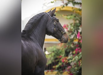 Lusitanos, Wallach, 4 Jahre, 164 cm, Dunkelbrauner