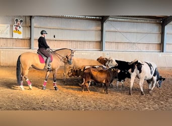 Lusitanos, Wallach, 4 Jahre, 164 cm, Falbe