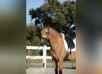 Lusitanos, Wallach, 4 Jahre, 165 cm, Buckskin
