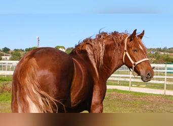 Lusitanos Mix, Wallach, 4 Jahre, 165 cm, Fuchs
