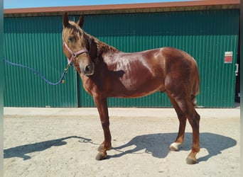 Lusitanos Mix, Wallach, 4 Jahre, 165 cm, Fuchs