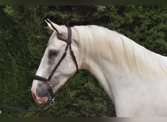 Lusitanos, Wallach, 4 Jahre, 165 cm, Palomino
