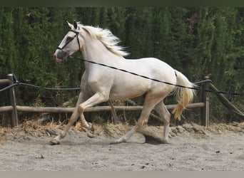 Lusitanos, Wallach, 4 Jahre, 165 cm, Palomino