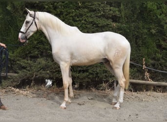 Lusitanos, Wallach, 4 Jahre, 165 cm, Palomino