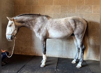 Lusitanos, Wallach, 4 Jahre, 165 cm, Schimmel