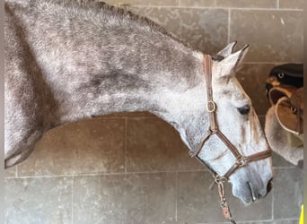Lusitanos, Wallach, 4 Jahre, 165 cm, Schimmel